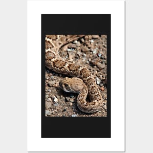 Rattlesnake near Joshua Tree entrance Posters and Art